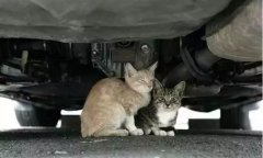 天冷了，開車前記得先喚醒它們！