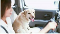 假期出去游玩，狗狗怎么辦呢？