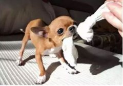  如何阻止狗狗亂咬家具？