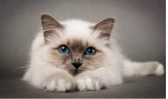 貓真的有“九條命”嗎？