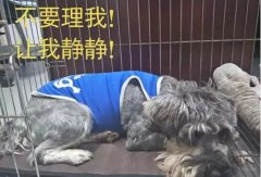 有汪星人的家，還是得需要一個籠子