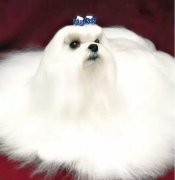 冬天寵物毛發(fā)靜電怎么辦？