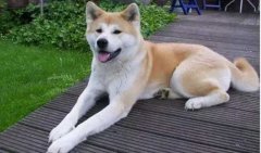 狗狗小知識(shí)，您知道多少？