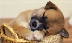 狗狗不吃東西怎么回事？