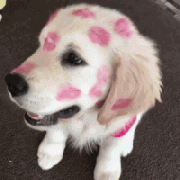 我家狗，在外面有人了！