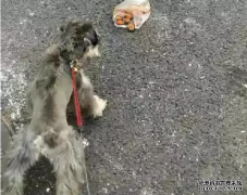 <b>狗狗亂撿東西吃怎么辦？——寵物百科知識</b>