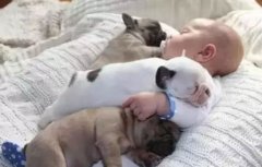 <b>怎么判別狗狗認(rèn)你做主人？</b>