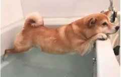 這幾種“酷刑”，據(jù)說狗狗都超級怕！