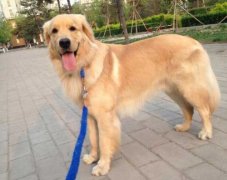 狗狗的品種，居然暴露了你的性格？