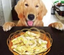 總被人問：“你為什么愛狗？”因?yàn)椤?></div>
                <div>
                    <h2>總被人問：“你為什么愛狗？”因?yàn)椤?/h2>
                    <div><span>2018-06-01

</span><span>查看更多</span></div>
                </div>
            </a><li>
             <a href=