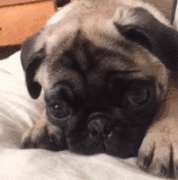 狗狗的一封道歉信，看完我哭了......