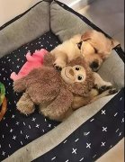 這幾件事你可能經(jīng)常做，但是卻不知道傷了狗狗