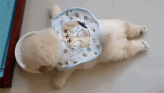 狗狗懶出新境界，只有你想不到，沒(méi)有它們做不