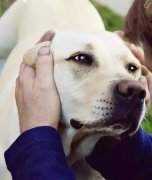 養(yǎng)狗之后才知道，這世界上真有無條件的愛…