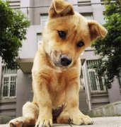 你眼中的土狗，它是我的家人！