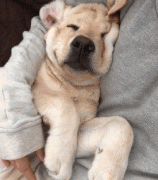 狗狗這么愛我怎么辦？