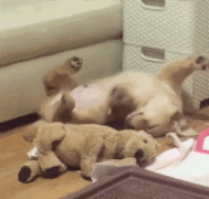 什么暖汪，全都是騙我養(yǎng)狗編出來的鬼話！