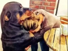 關(guān)于狗子，你不知道的秘密