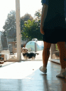 養(yǎng)一只傻狗是一種什么樣的體驗(yàn)？