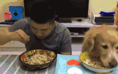 如果你家也有只吃貨狗狗，這點(diǎn)一定要注意！