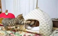 年年被搶窩，次次都慫成狗！可啥時(shí)候是個(gè)頭啊