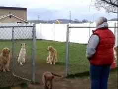 狗子鬧脾氣，就跟小媳婦一毛一樣！