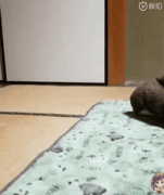 你家狗有什么過人技能？網(wǎng)友：我家狗會(huì)擦地板