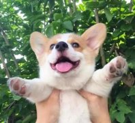 從沒被一只狗萌成這樣，除了它！