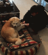 和狗狗說話恰恰說明你很聰明！