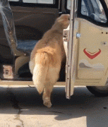 那位網(wǎng)友，你害怕的狗子，其實(shí)有這么慫！