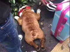 夏天超級熱，狗狗也會(huì)煩躁的，怎么辦吶？ 華興