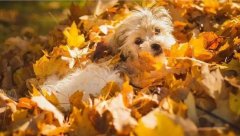 氣溫驟變，謹(jǐn)記寵物保暖誤區(qū)！ 華興寵物食品