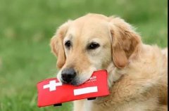 狗狗突然休克？7個(gè)急救辦法可以救你的狗! 華興