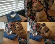 我家狗愛(ài)多管閑事咋整？一天到晚都瞎操心...