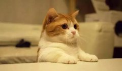 貓這種動(dòng)物，一旦碰上，就再也戒不了了 華興寵