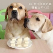 狗狗是否需要補(bǔ)鈣？補(bǔ)鈣應(yīng)注意什么？ 華興寵物