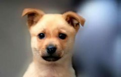 小土狗，也很可愛呀！