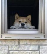 養(yǎng)一只狗是我做過最滿足的決定！