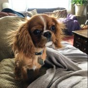 狗狗冬季毛發(fā)打結(jié)，如何正確洗澡！