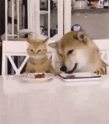 貓糧狗糧可以混吃嗎？ 華興寵物食品