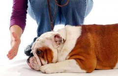 狗狗被主人打后會存有報復(fù)寵主嗎？