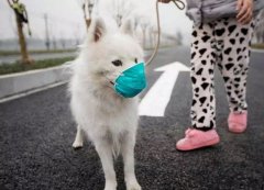 疫情下，如何保證寵物的安全？