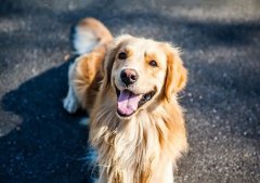 春季養(yǎng)狗，需要注意什么？ 華興寵物食品