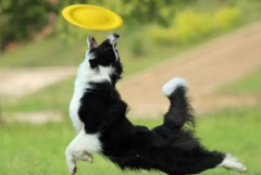 狗狗春季掉毛持續(xù)多久？如何改善愛(ài)寵的被毛？