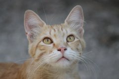 流浪貓可以帶回家養(yǎng)嗎？怎么把流浪貓帶回家養(yǎng)？