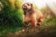 帶狗出門的五大注意事項(xiàng)，做個(gè)合格的養(yǎng)犬人