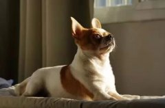 主人出門將狗狗留在家中，這些事項一定要牢記