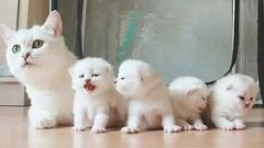 貓咪一生要經(jīng)歷的六個階段，你家貓?zhí)幱谀膫€時期？