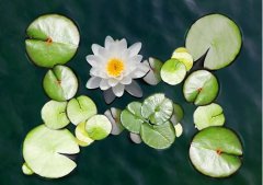 夏至丨夏花燦爛，愛(ài)至美好