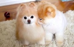 我想養(yǎng)狗，養(yǎng)什么狗，告別單身的狗